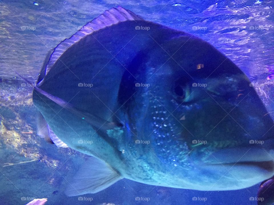 Bleu Fish