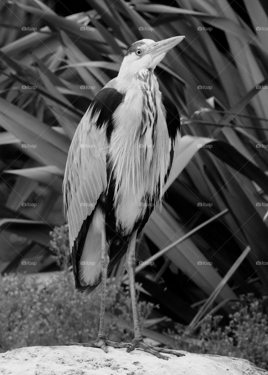 gray heron (black and white)