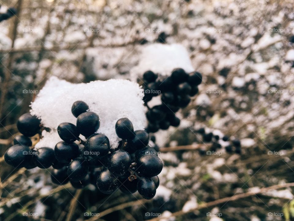 Berries hiding under the snow.