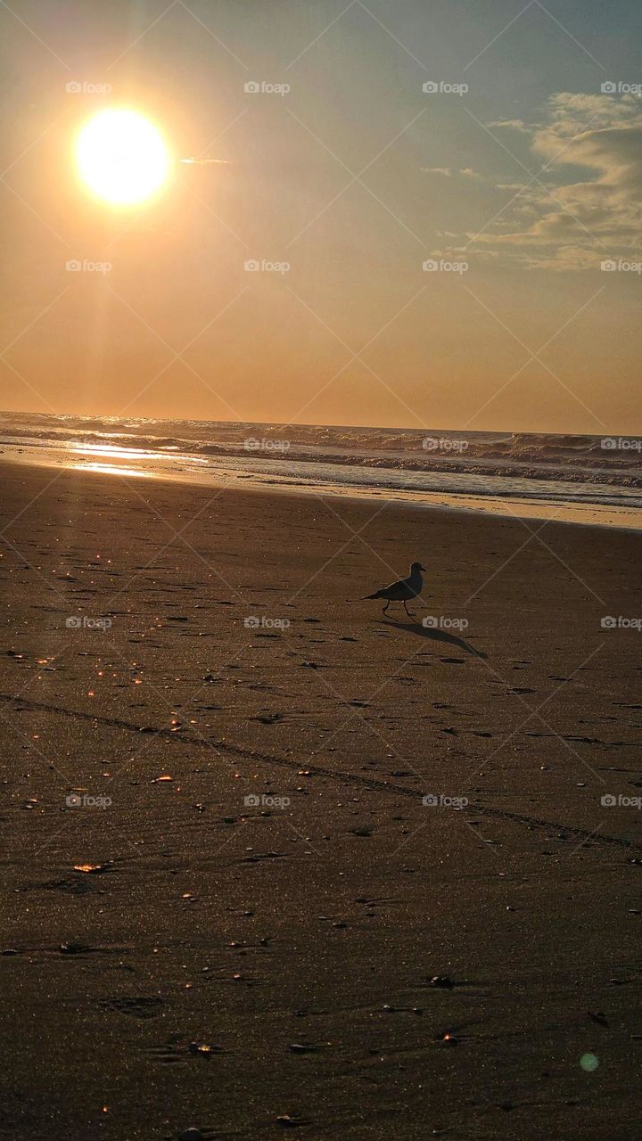 bird on beach at sunset