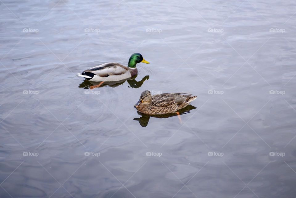 A flock of wild ducks swims in the lake. Landscape of wild nature.
