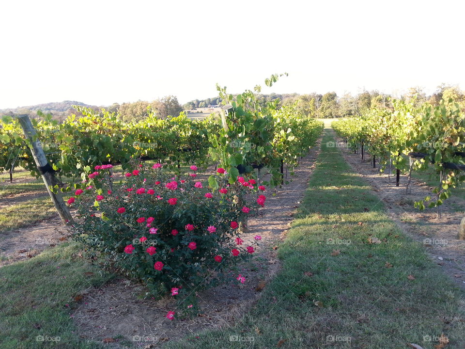 the local vineyard