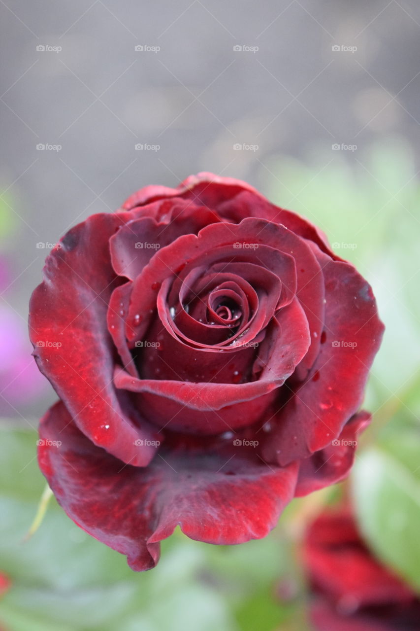 Red rose 
