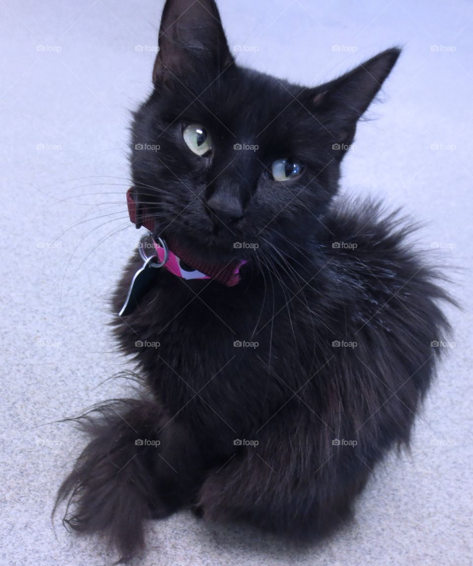 Black Fluff. Shelter cat