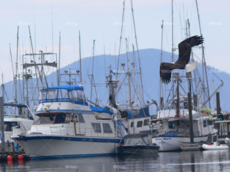 Eagle with boats