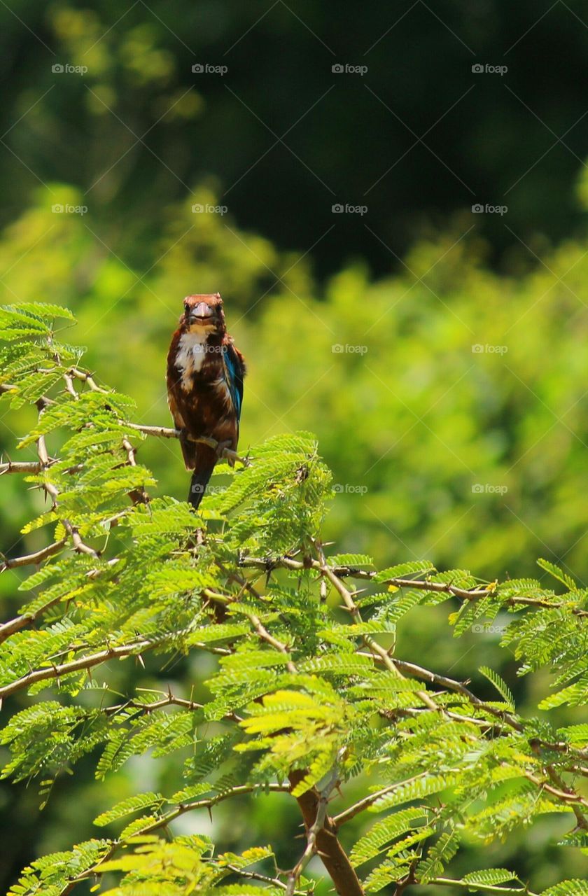 Kingfisher perching on branch