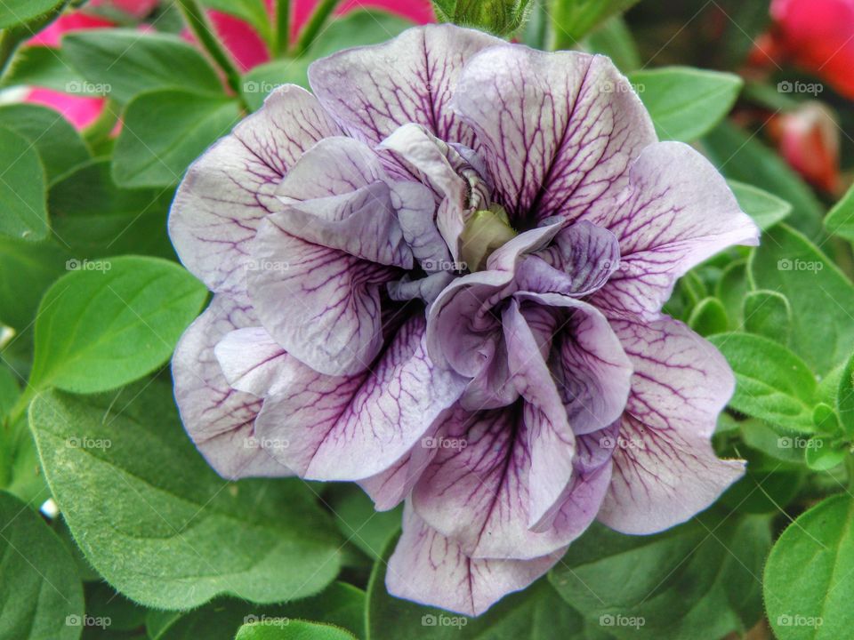 Purple flower on plant