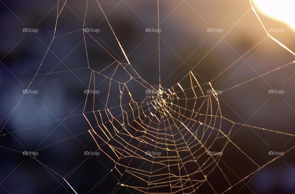 A close shot of a spider web out in the nature. As the sun rays are reflecting on the web, they make them shine.