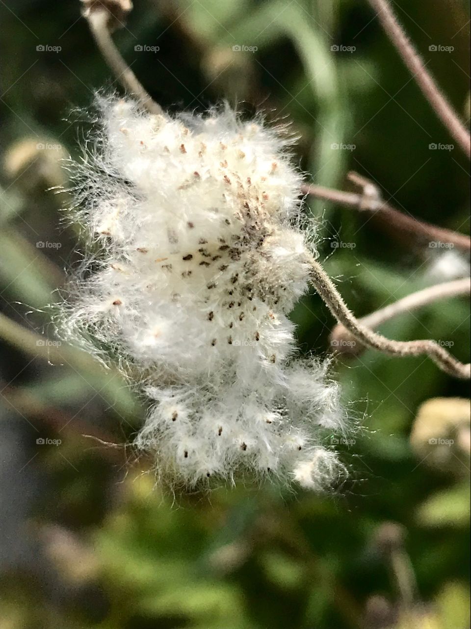 Fuzzy blooming