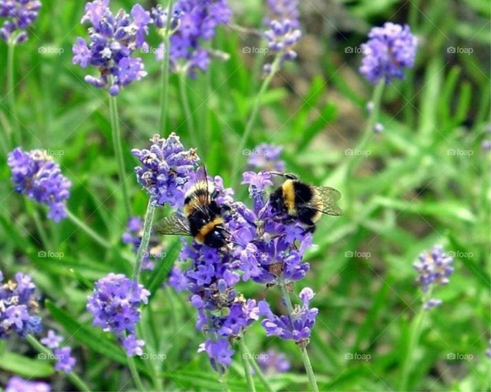 BUMBLE BEES ON BLUE BELLS