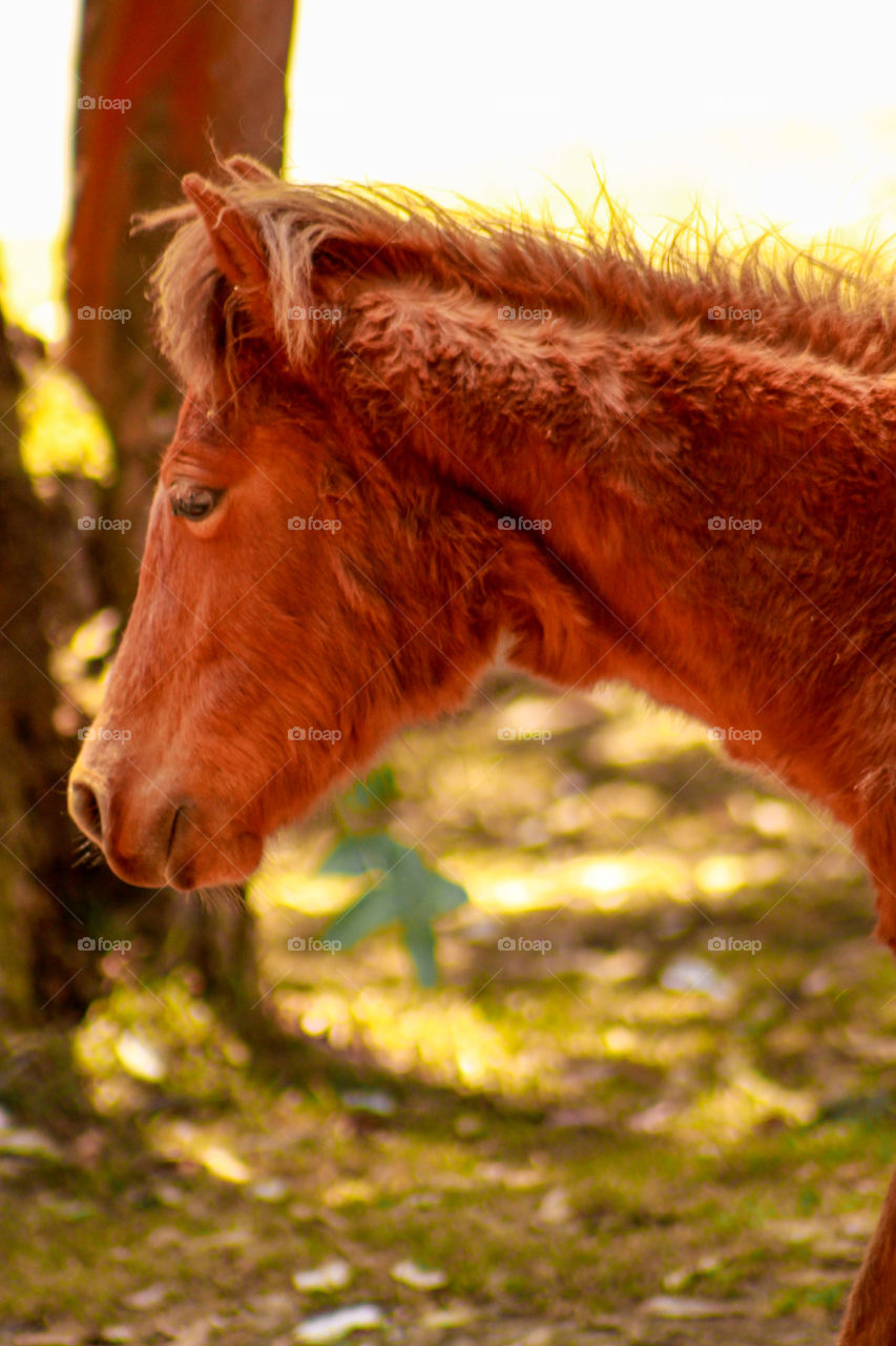 Find the amazing photography of horse