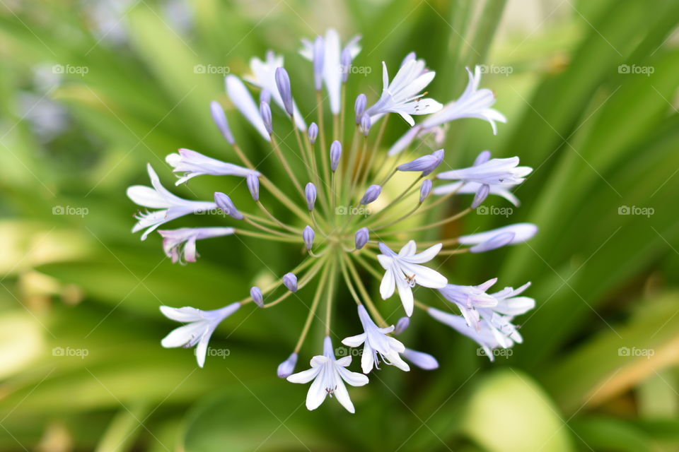 Young Agapanthus flower