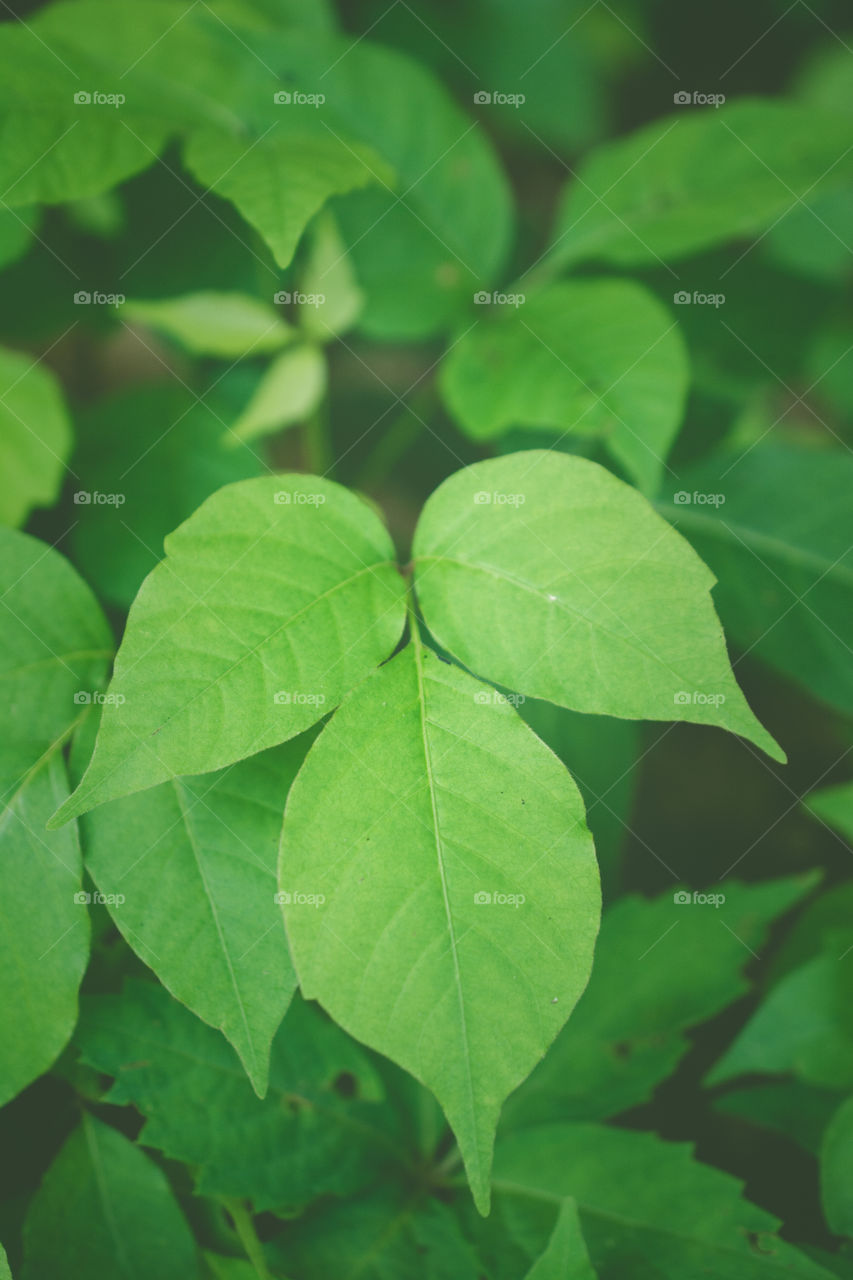 Poison Oak Leaves on the Edge of the Woods