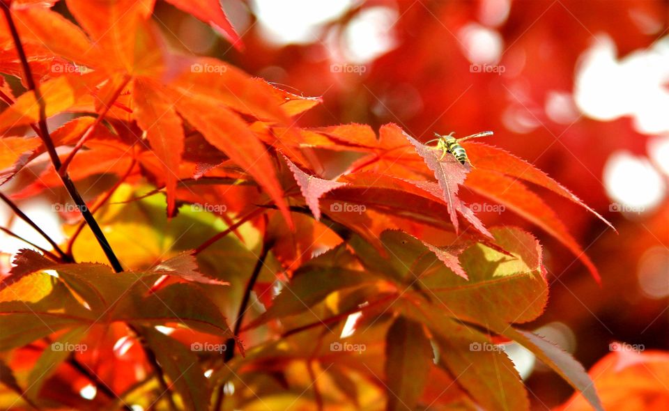 bee resting on a red maple leaf.