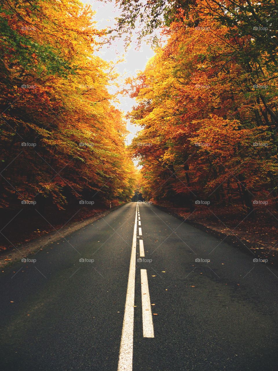 Empty road amidst trees on field during autumn.