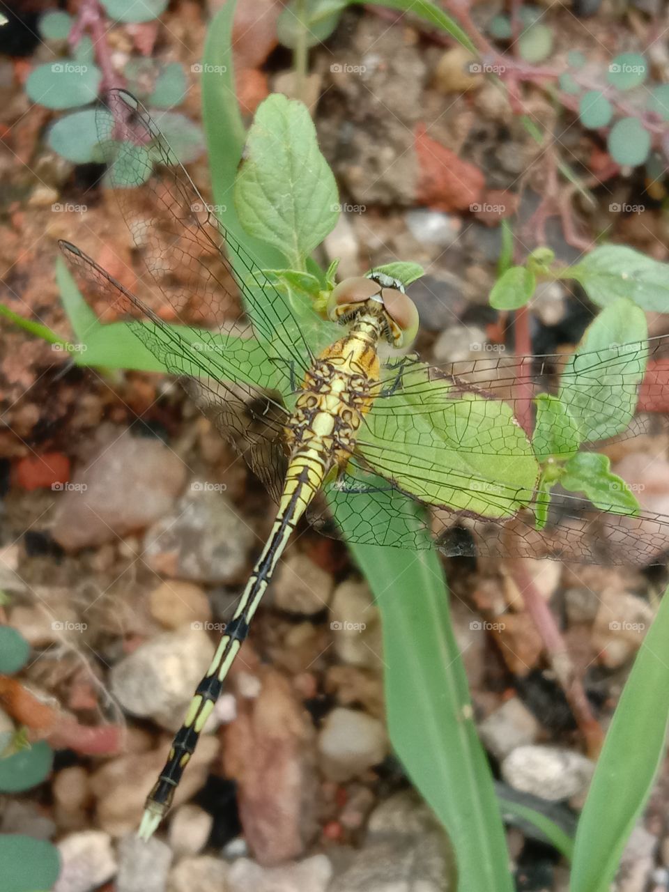 little things combindly makes nature beautiful.. micro details are even beautiful in this nature like this small Dragon fly containing the nature in it ..