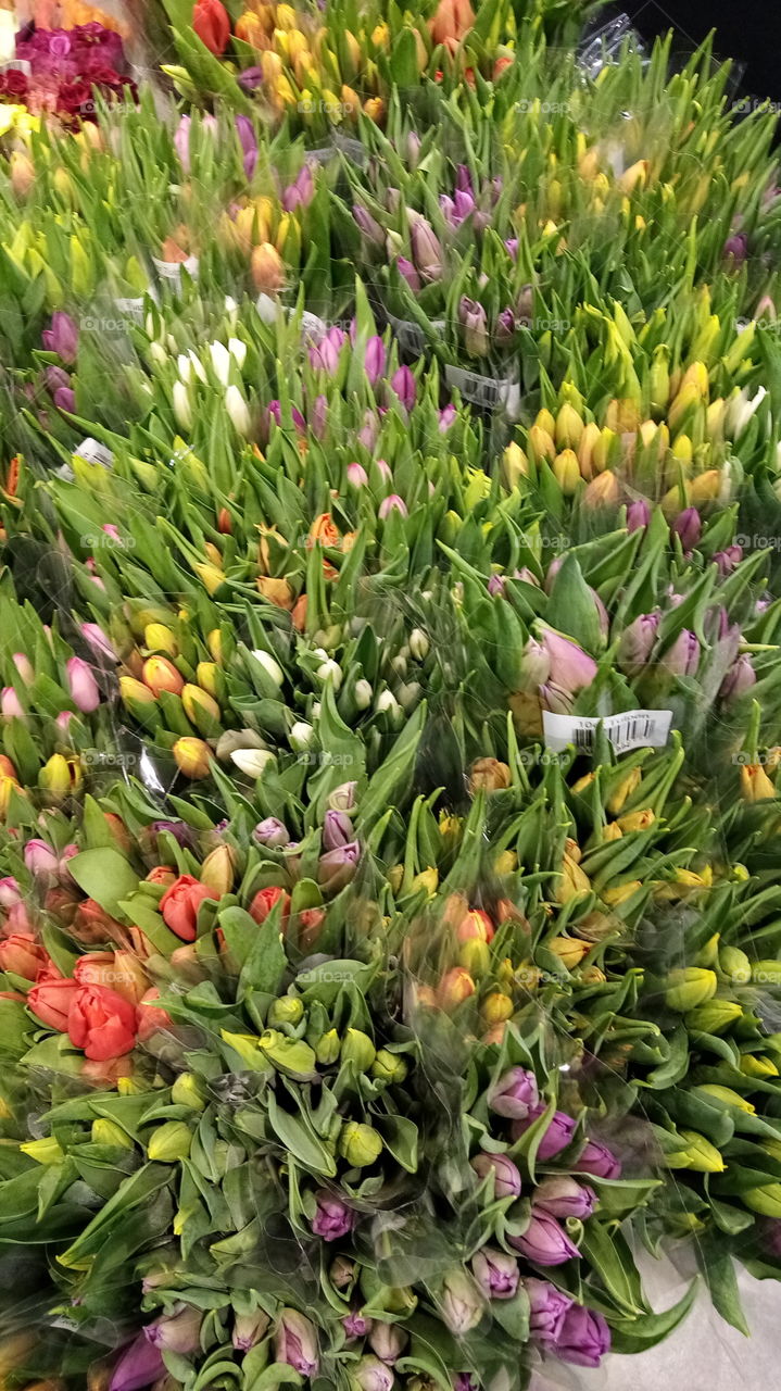 Tulpen