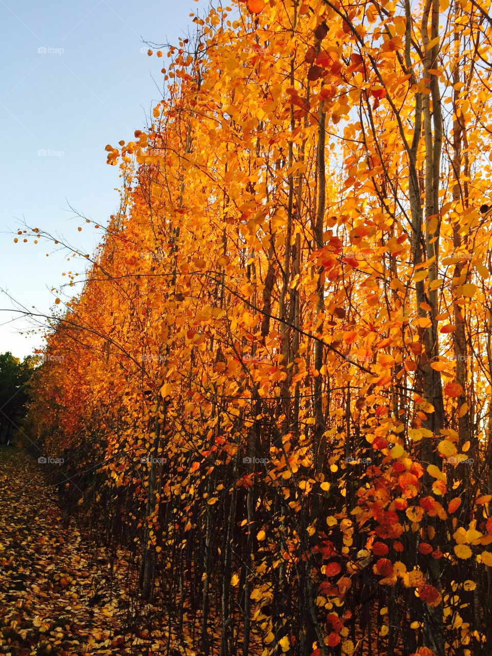 Beautiful fall colors