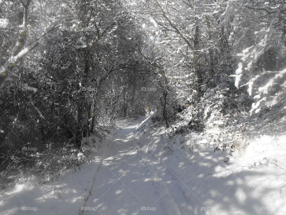 winter woodland walk