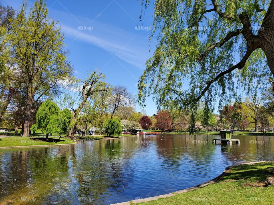 Calm. Peaceful. Serene. A stroll in Boston public park.