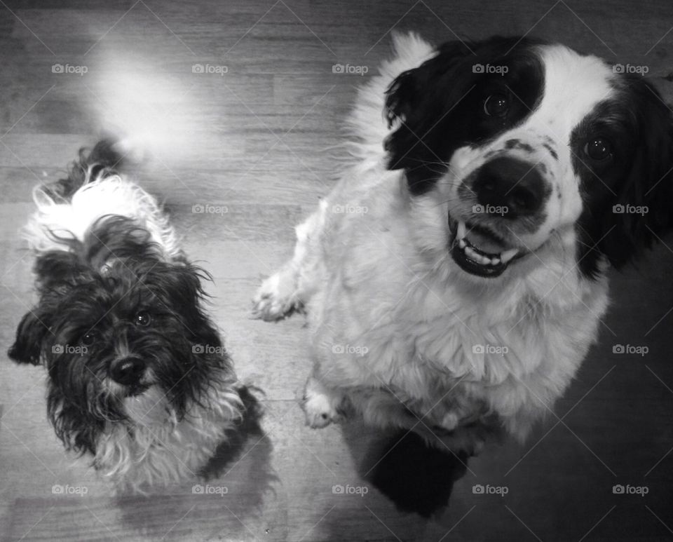 Black n white dogs meeting.