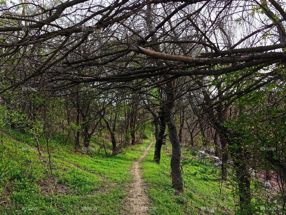 Wood path