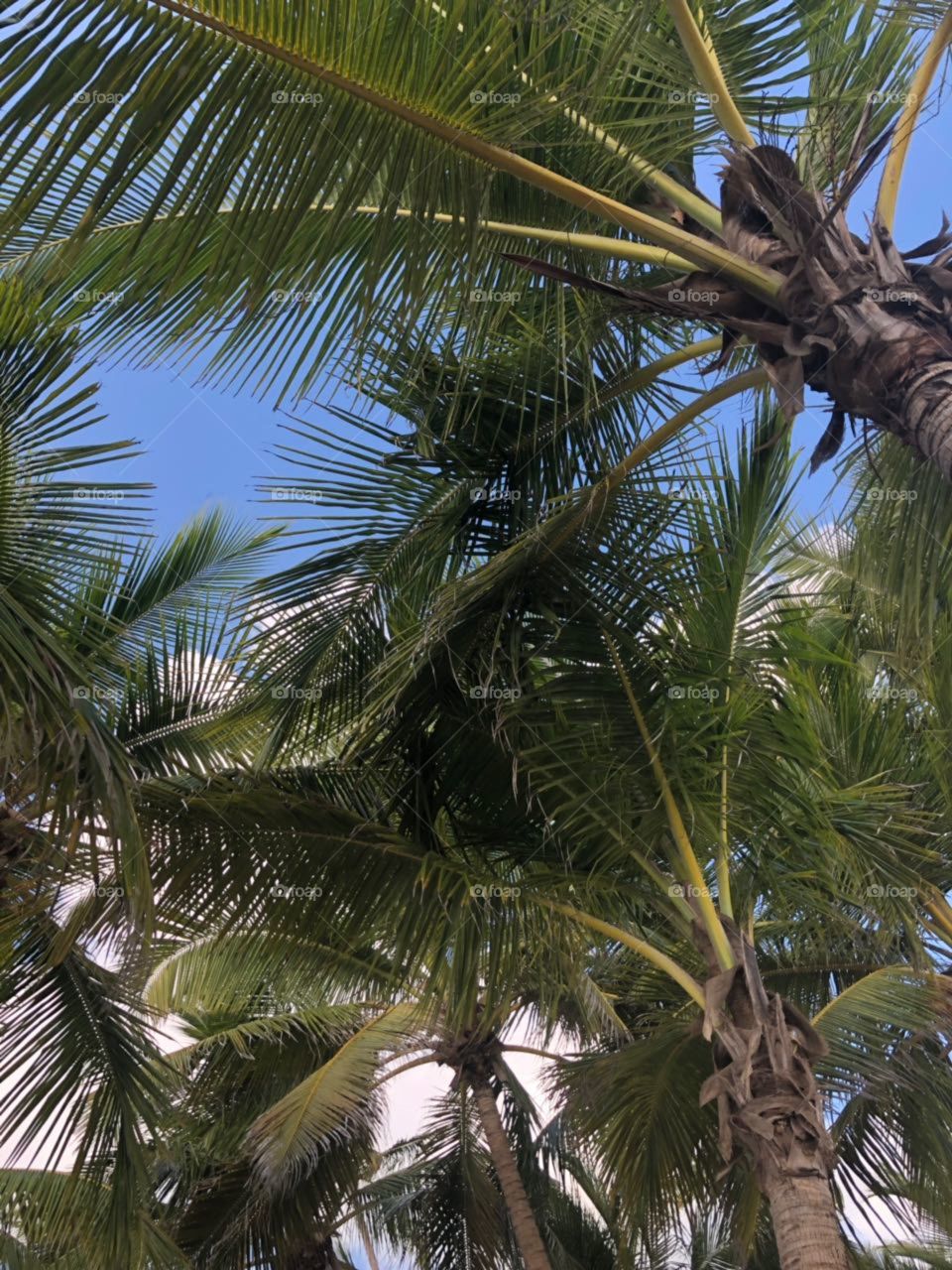 Palms are everywhere!