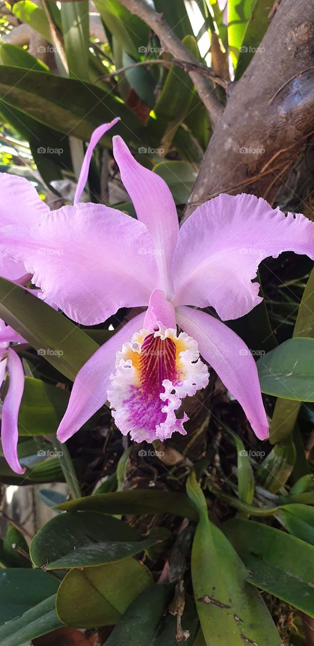 beautiful orchids , flower, silver, pink, purple