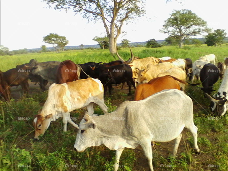 Indigenous Zebu Cows