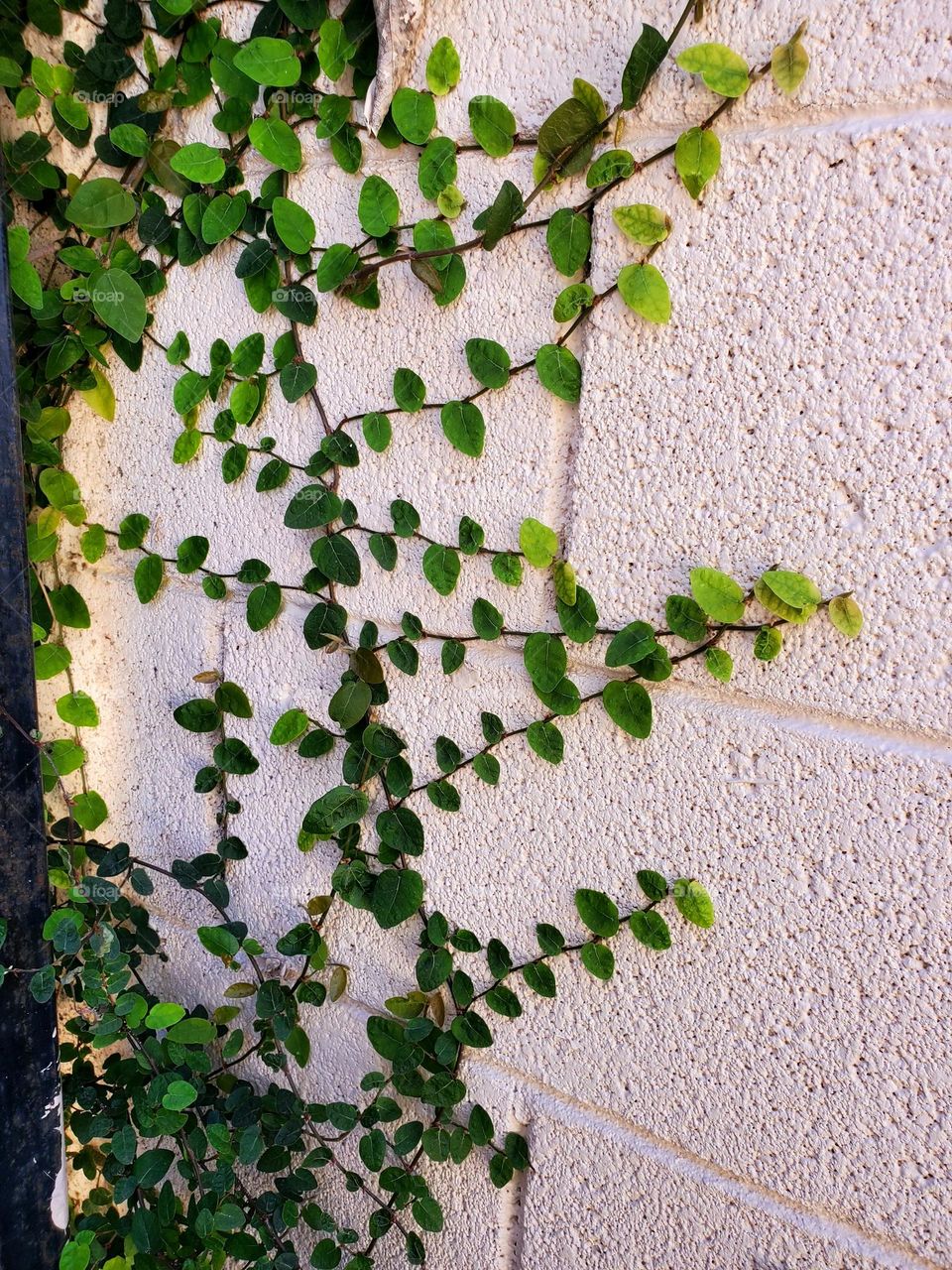 Vine Clinging to the Wall