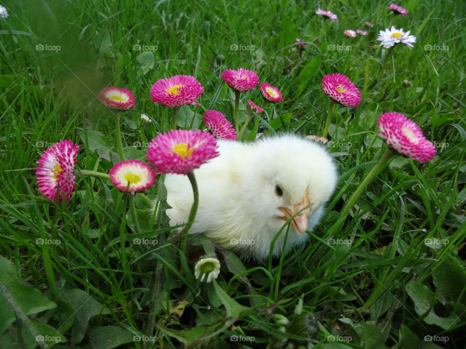 Baby chick in flowers