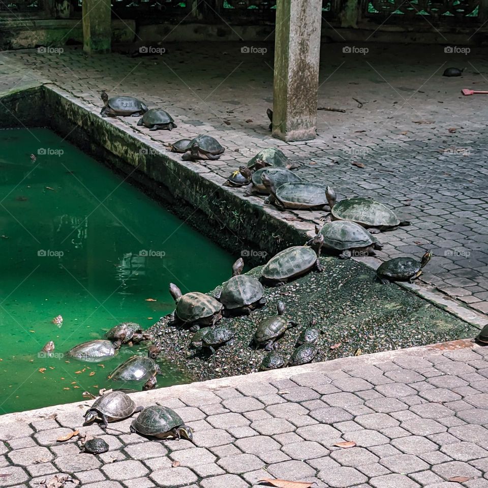Turtle Pond