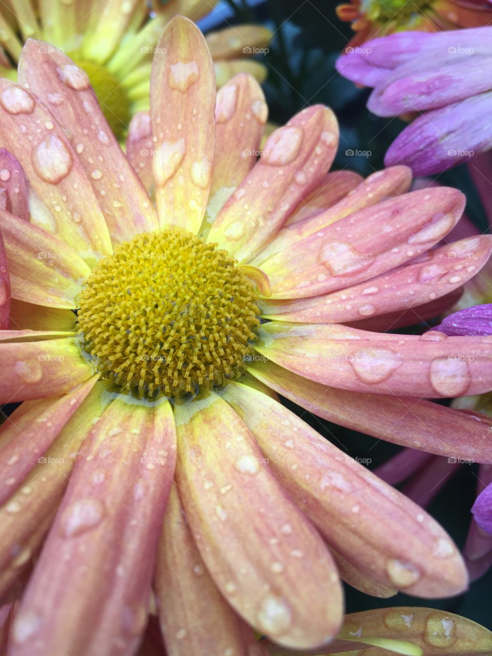 Colors of Spring! Raindrops sit gently on blooms in the early morning hours 