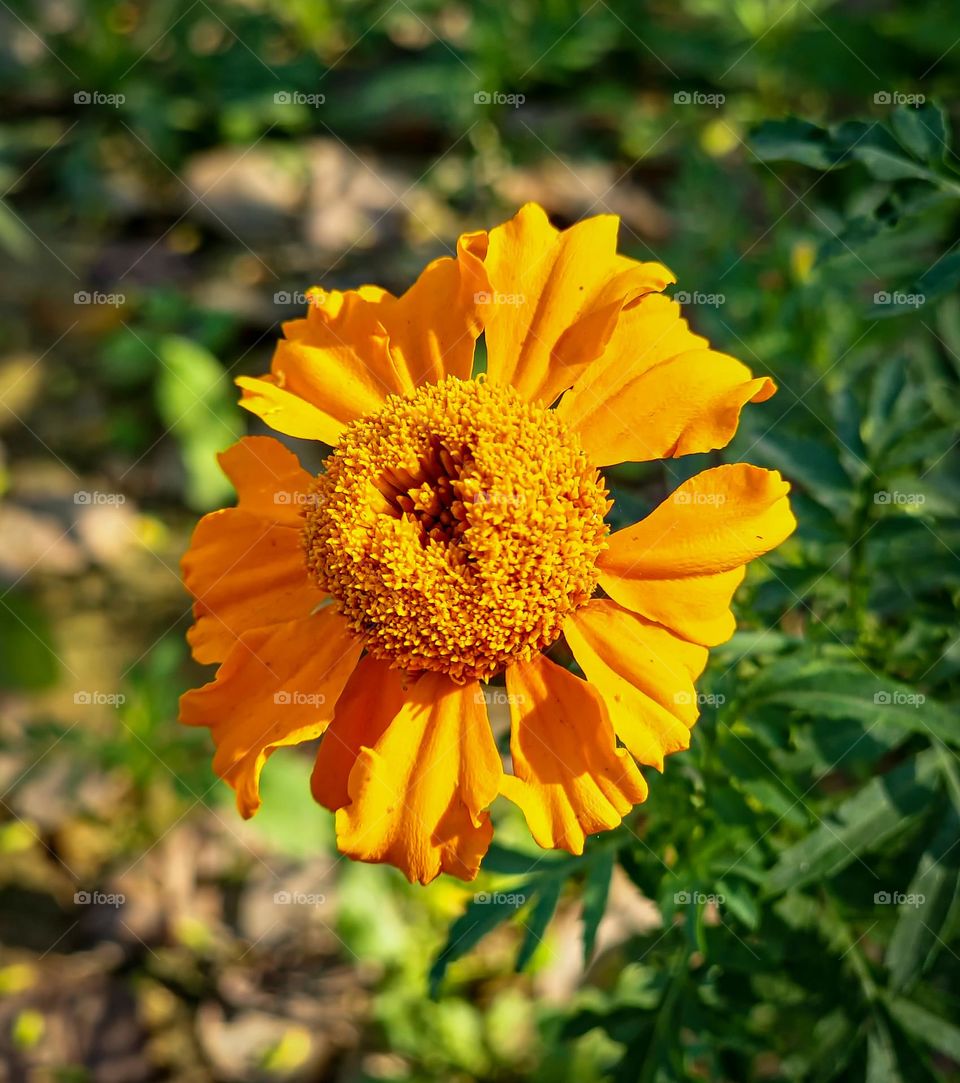 sunflower bloom