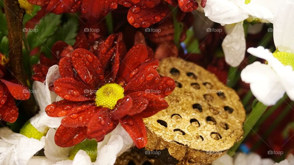 Red and white Chrysanthemum with gold lotus seed