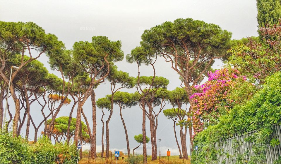 Tall Trees in Rome