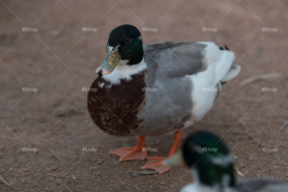 Bird, Duck, Wildlife, No Person, Poultry