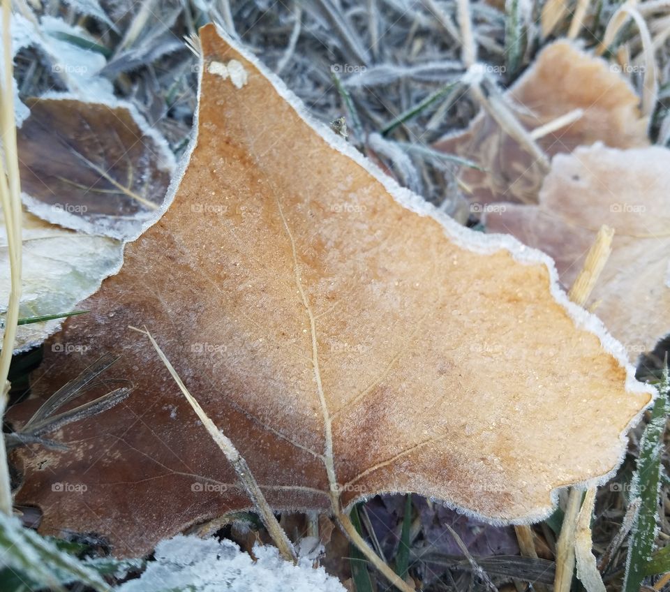 Winter's Grasp on Fall