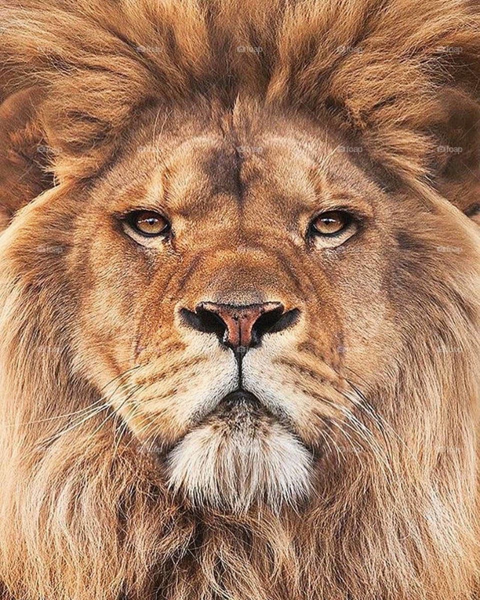 The lion is a muscular, deep-chested cat with a short, rounded head, a reduced neck and round ears. Its fur varies in colour from light buff to silvery grey, yellowish red and dark brown. The colours of the underparts are generally lighter.