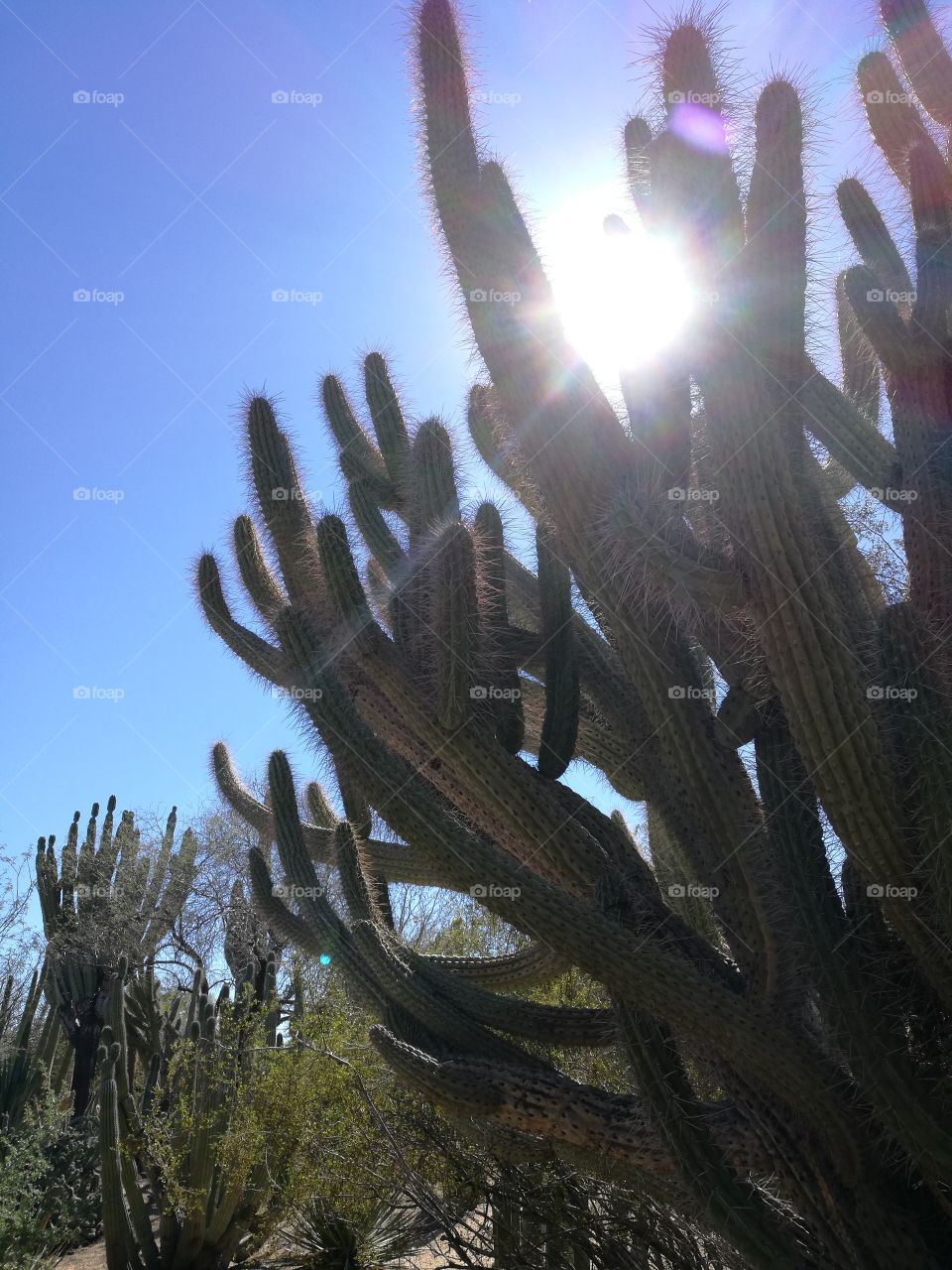 Cactus trees with sunlight and blue sky background.