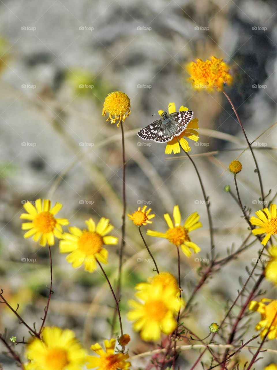 Fall flowers