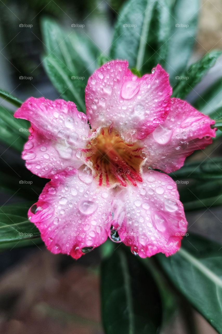 desert rose