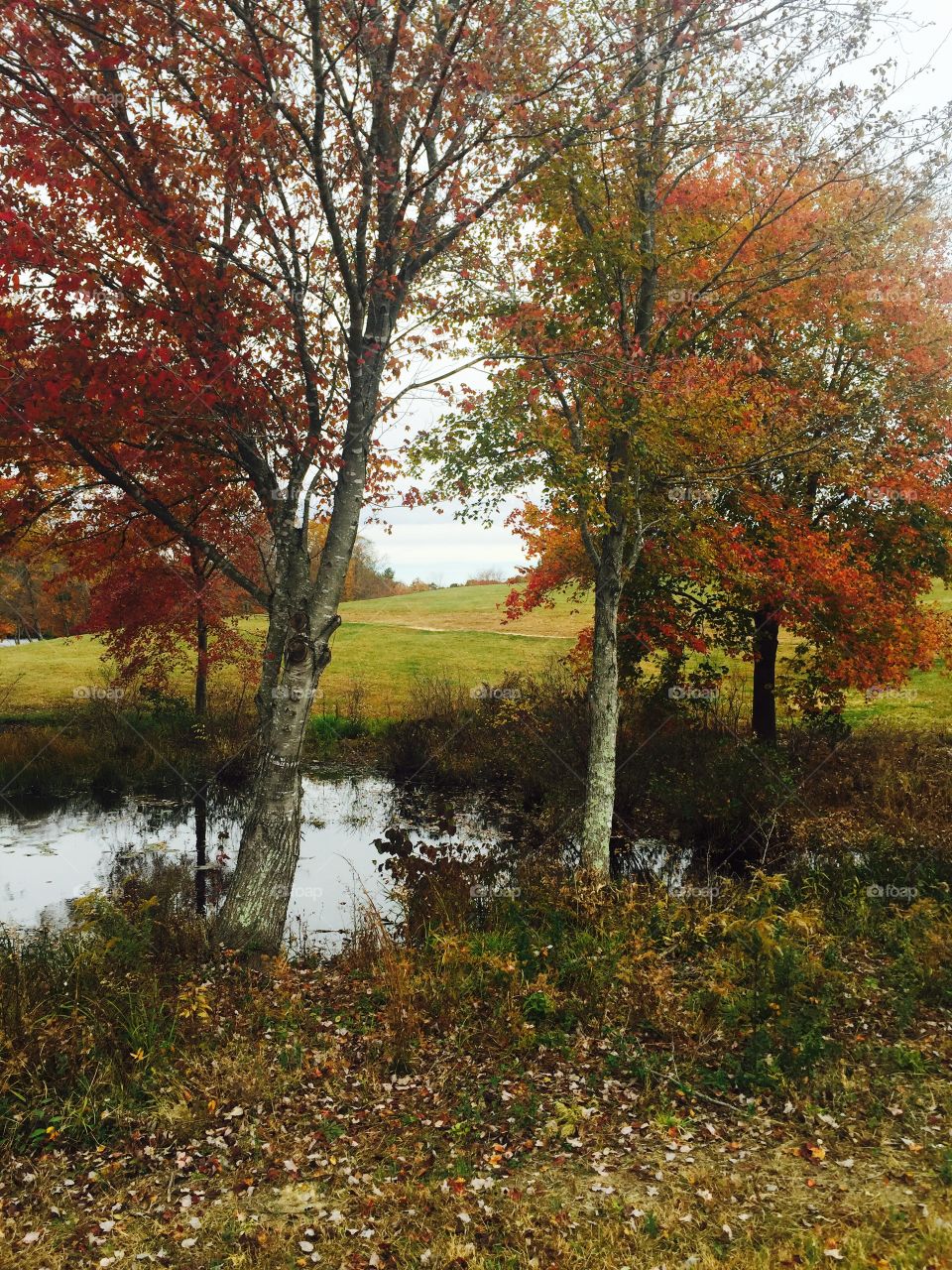 Fall pond