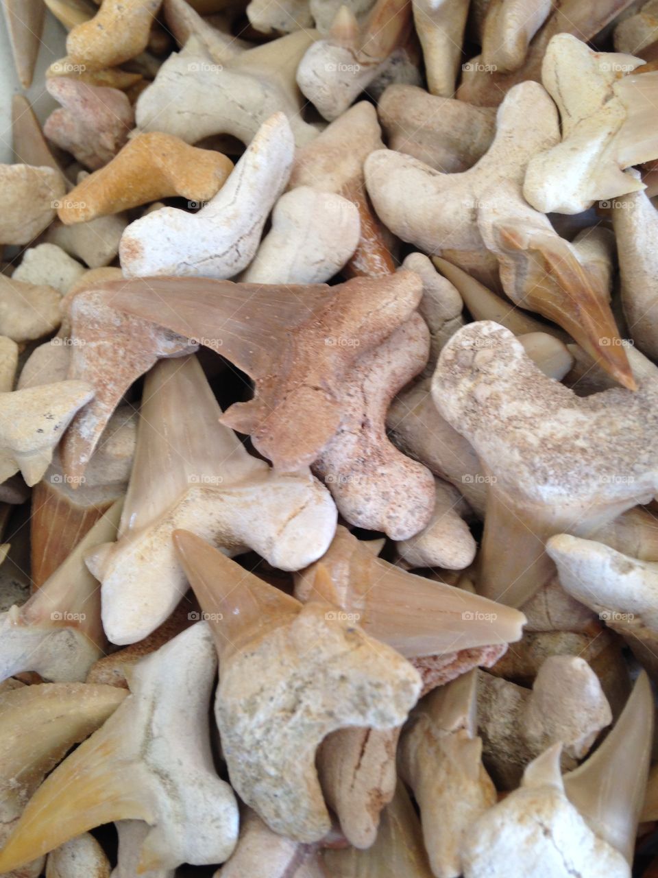 Sea shells 