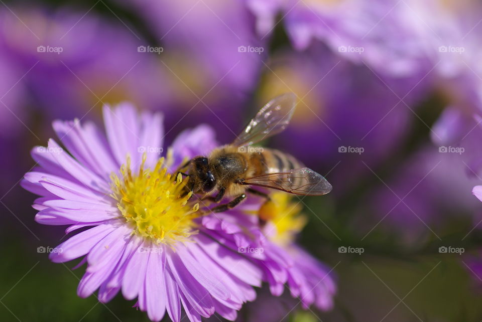 A bee on a purple flower