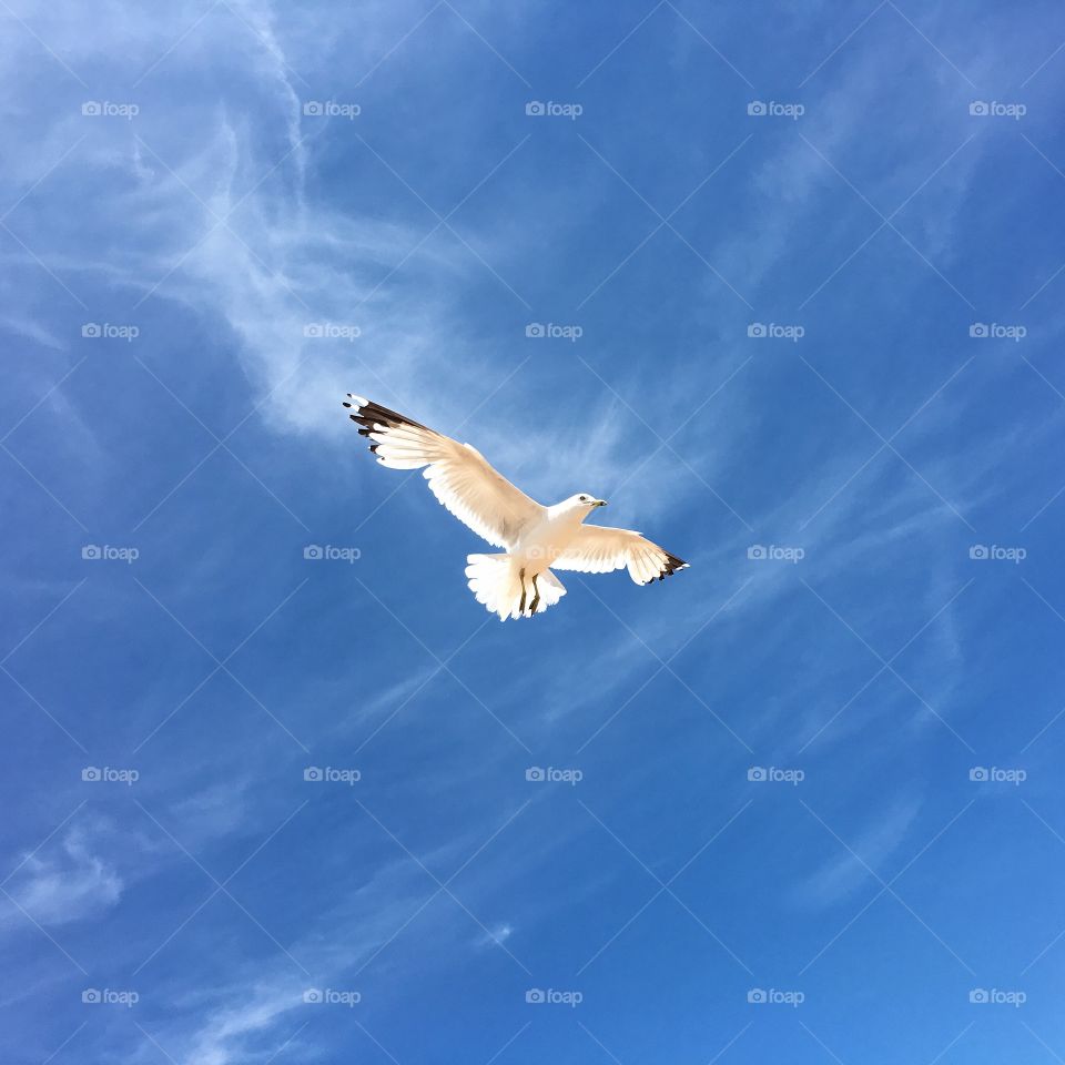 Seagull in the sky 