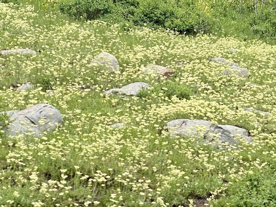 Flower field 