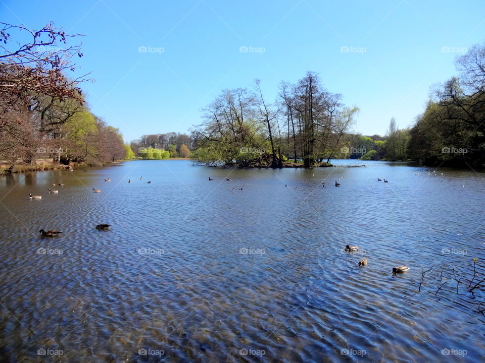 Spring ducks swimming on the lake