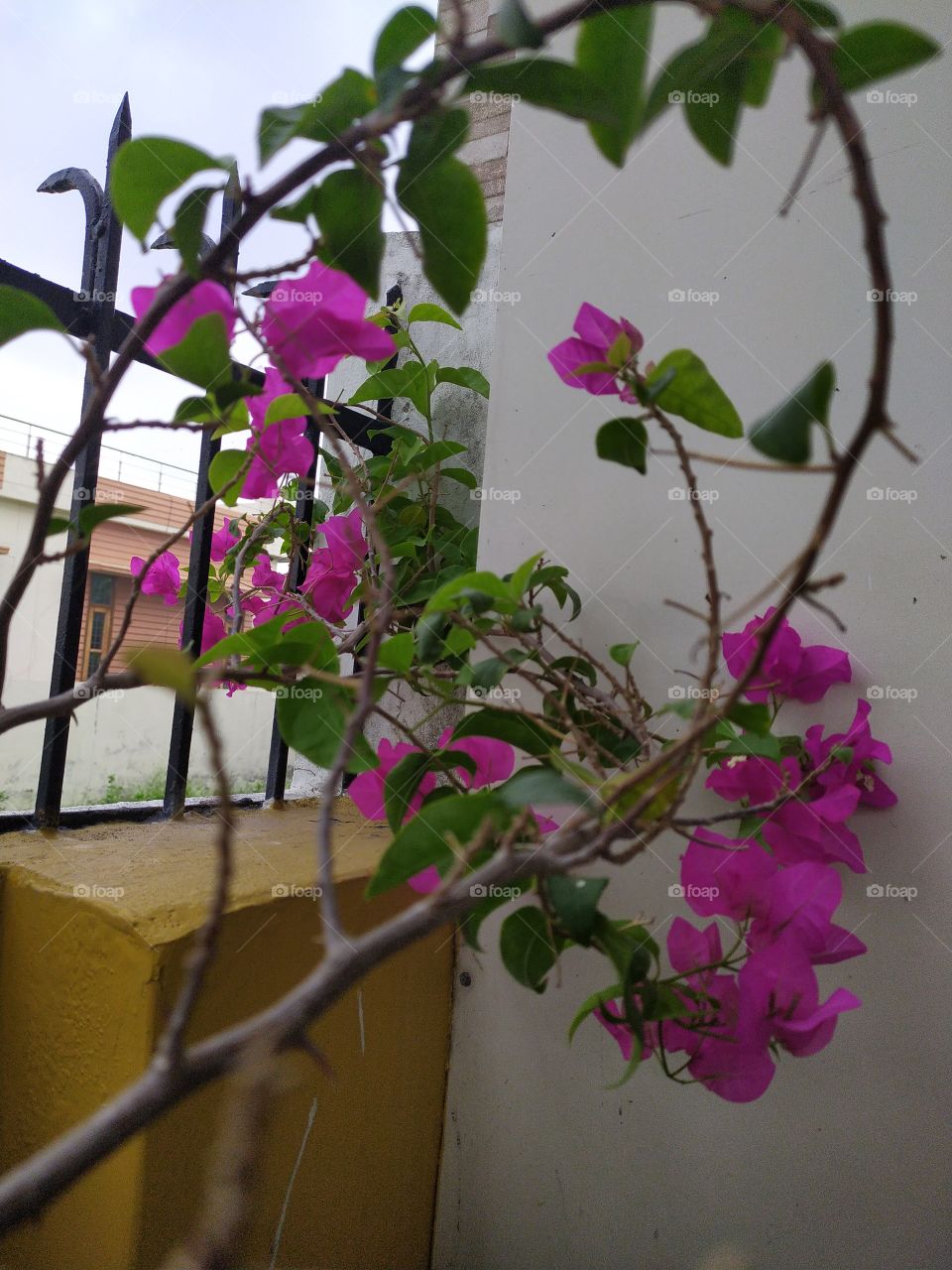 Bogainvelia adding beauty to my place