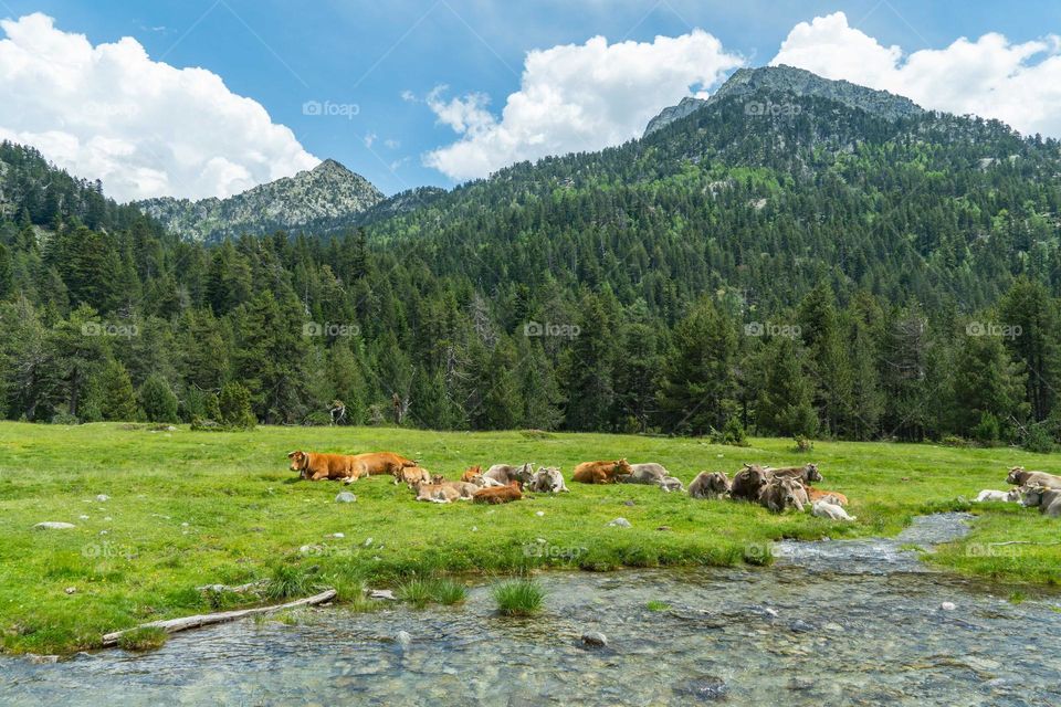 vacas reposando cerca del rio